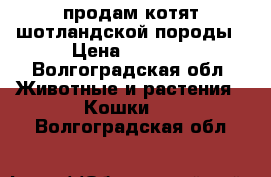 продам котят шотландской породы › Цена ­ 1 000 - Волгоградская обл. Животные и растения » Кошки   . Волгоградская обл.